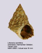 Littoraria carinifera